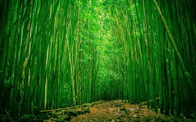 bambu, bambulund, bambuskog, bambusowe kille