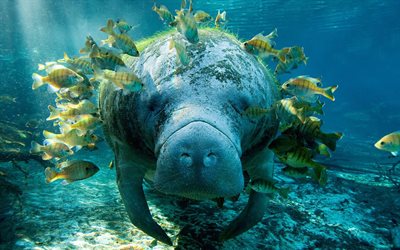 sea cow, under water, fish, the dugong, cabbage