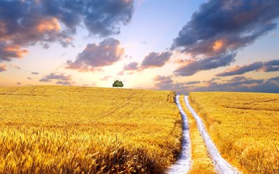 campo de trigo, trigo, ucrânia