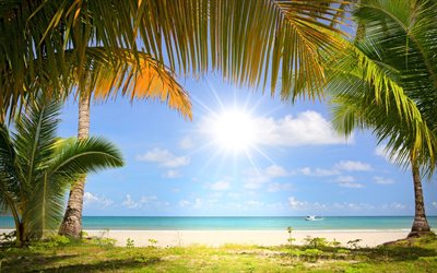 paradise island, paradise, the ocean, beach, palm trees