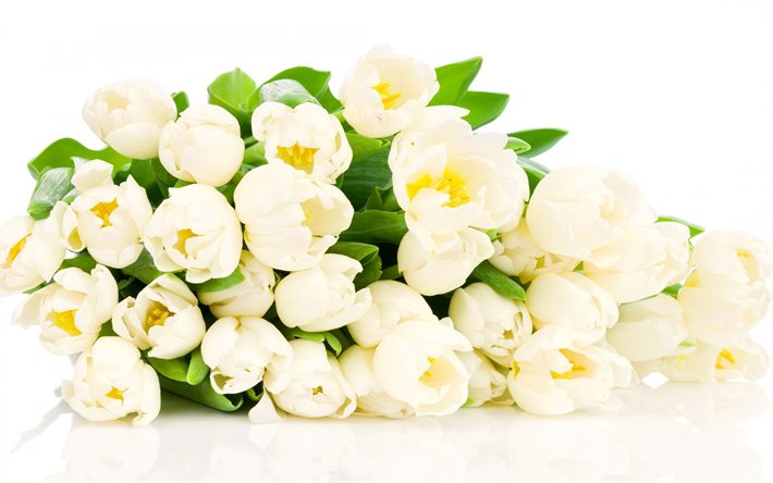 vita blommor, vita tulpaner
