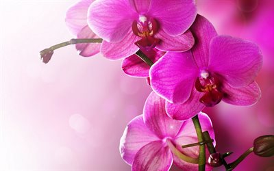orchidée rose, orchidée, rose orchidée