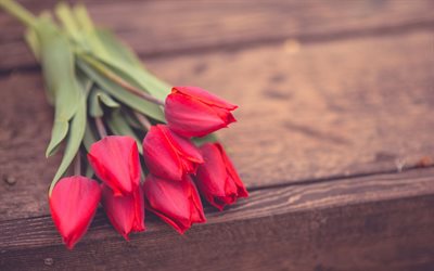 tulipanes rojos, rojos de los tulipanes