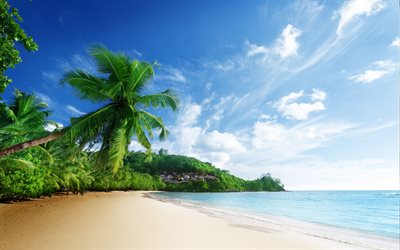 해변, tropical island, 야자수, 바, 팔미