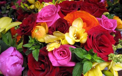 rosa, bellissimi bouquet, la polonia rose