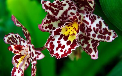 orquídea, orquídea tigre, el tigre de la orquídea