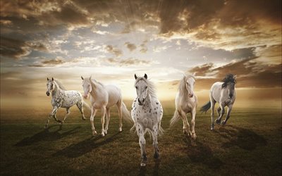 una manada de caballos, caballos, caballo de carreras