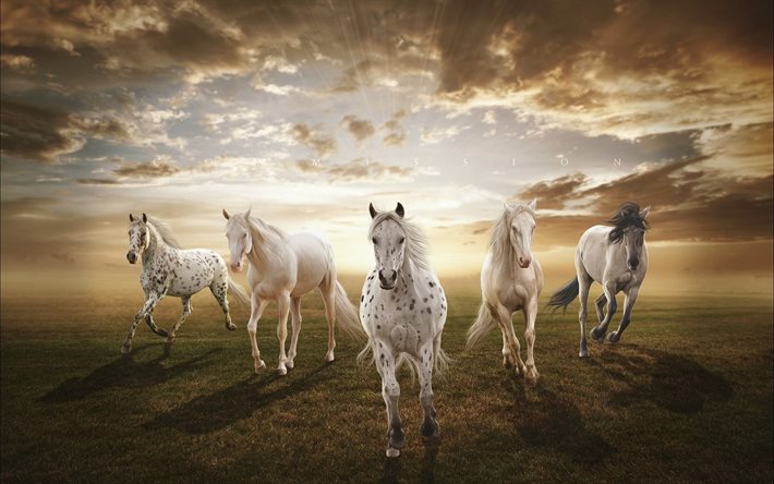 a herd of horses, horses, running horse