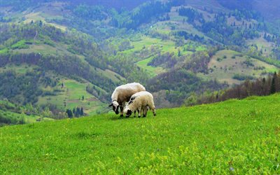 ucrânia, ovelhas, cárpatos, montanhas, barany, os carneiros, gori
