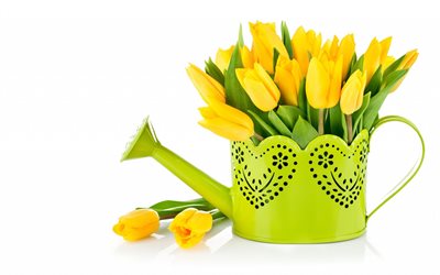 tulipes jaunes, des tulipes jaunes, pâques, printemps