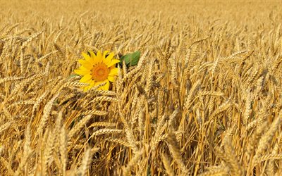 sunflower, wheat, ukraine, the nature of ukraine, wallpaper ukraine, wheat field, the wheat field