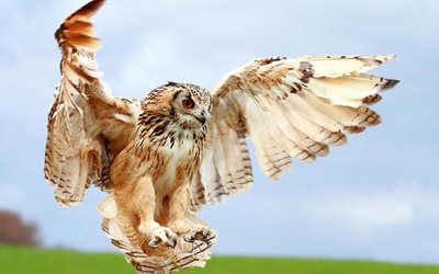 owls, open wings, flying owl, freedom