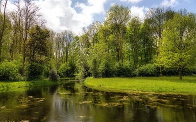 forest lake, green forest, the beginning of summer, wildlife, dick nature