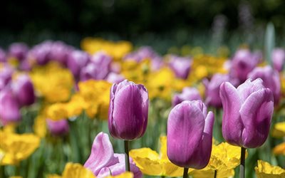 campo de tulipanes, flores, tulipanes púrpura, púrpura tulipanes, flores silvestres