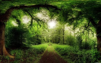 route forestière, le vert de la forêt, sur la route forestière, la forêt verte