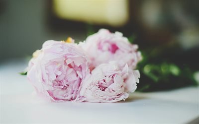 rosa peonías, pétalos, flores de color rosa, foto de peonías, rosas peonías, palustri