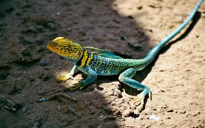 beautiful lizard