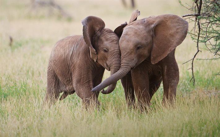 elefantes, pequenos elefantes, áfrica, vida selvagem