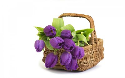 púrpura tulipanes, cesta de flores, tulipanes púrpura