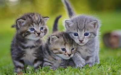 tre gattini, dei teneri gattini, grigio gattino