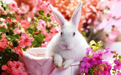 li lapin, pâques, fleurs roses, le lapin de pâques, lapin blanc