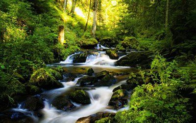 bosque de río, verano, fresco, proholoda, verde, bosque, río