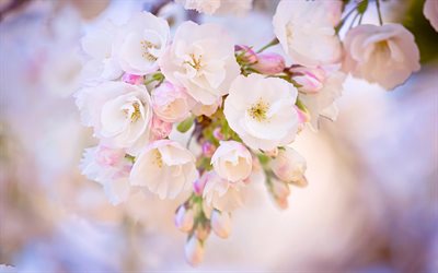 printemps, sakura, cerisier, les cerisiers en fleurs, la floraison, la branche de sakura