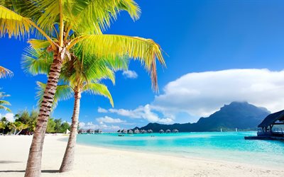 la polynésie française, à bora-bora, palmiers, bora bora, les plages de bora bora, de sable blanc