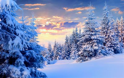 vinter, berg, snötäckta träd, tall, snö