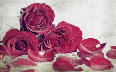 kukat, punaiset ruusut, pakkanen, amorosi