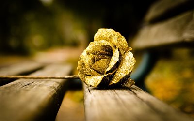 gold rose, bench, yellow flower, golden rose, lava