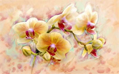 orquídeas laranja, orquídea, fundo floral