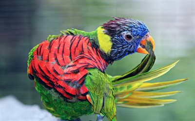 papogi, रंगीन तोता, तोते, पक्षियों