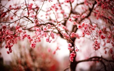 las flores de cerezo, sakura, la llegada de la primavera, la primavera