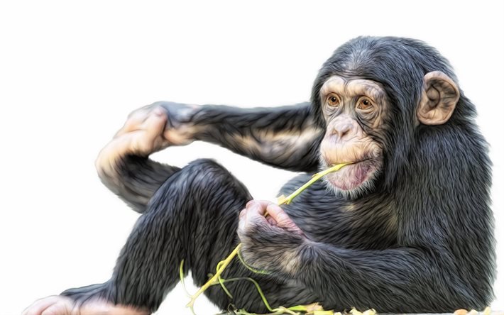 chimpanzé desenhado, macacos, macaco pintado
