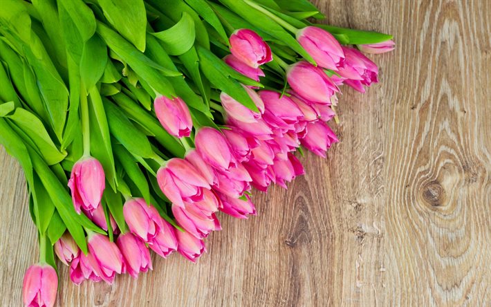 pink tulips, wooden background