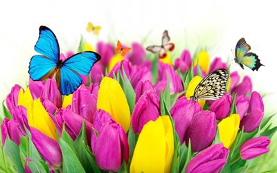tulipanes de color rosa, foto de tulipanes, tulipanes amarillos, los tulipanes, los tulipanes amarillos, rosas tulipanes