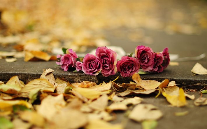 yellow leaves, pink roses, autumn