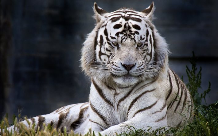 vit tiger, bengalisk tiger