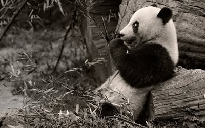 black & white photo, funny panda, panda