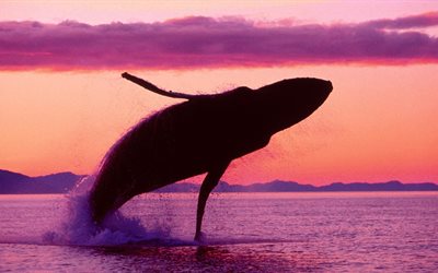 springen, meer, sonnenuntergang, big whale, rosa himmel