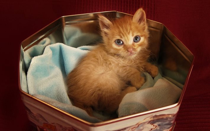 laatikko, punainen kissa