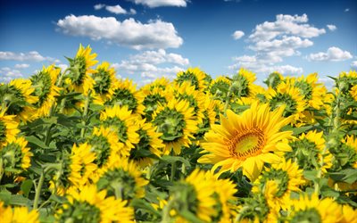 sunflowers, photo, sonyachnyi