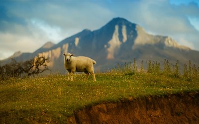 lamb, the sheep, sheep