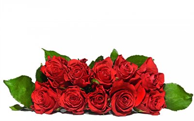 red roses, a bouquet of roses, bouquet of roses