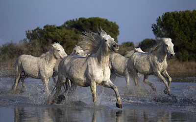 les chevaux, un troupeau de chevaux, de chevaux, de konacki, chevaux
