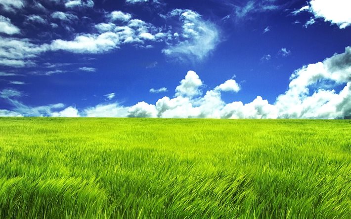 vihreä ruoho, kesäkenttä, sininen taivas