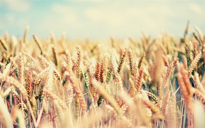 ears of wheat, wheat, photo