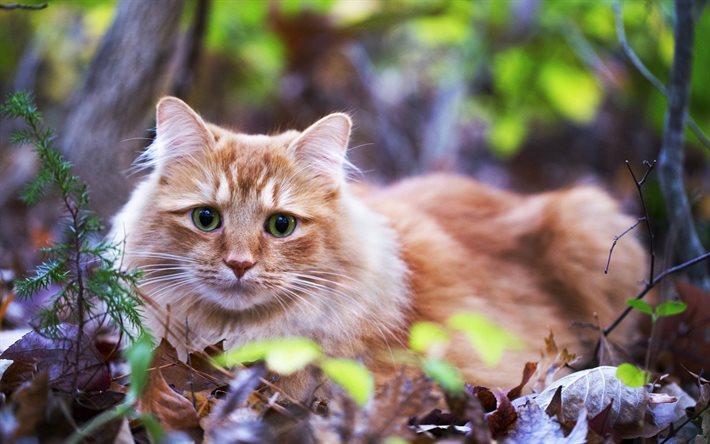gato rojo, hierba, esponjoso gato, gato esponjoso