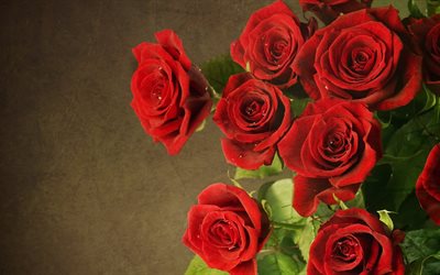 bouquet, bourgogne roses, vase